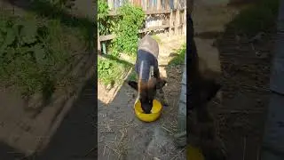 Она будет красивой овчаркой