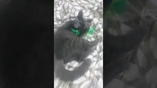 Синди-ЛУ 