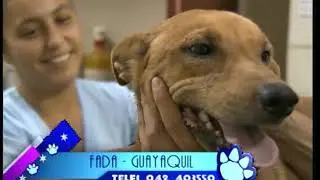 Famosos y Mascotas - Programa 3 | Ecuavisa