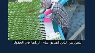 الزراعة المائية في اليابان هيدروبونك