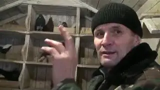 Мент-авторитетный голубевод Сум.
