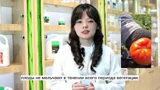 Бехрам F1 - семена томатов от компании Enza Zaden.