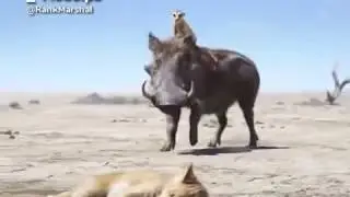 Rank Marshal was in lion king (Funny voiceover)