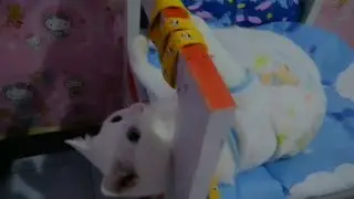 Shiro kucing lucu imut [meong menggemaskan] 💙💙