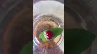 growing my own food🍓