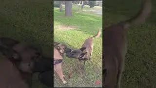 Rokalasha’s date #malinois