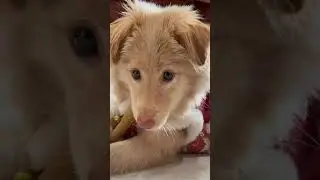 The Ultimate Guide to Owning an Adorable Little Pup #CuteAndCuddlyPet #MyLovelyMutt...