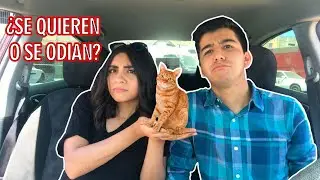BASTET CAT CAFÉ (el restaurante con gatos) *muerden a Kath* | COMIENDO Y COMPARTIENDO