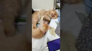 Brownbell and simba