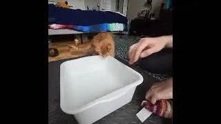 Tigger's first bathtime