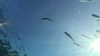 Kameramızı Denizin Zeminine Bıraktık.   Yer: Bodrum Yahşi