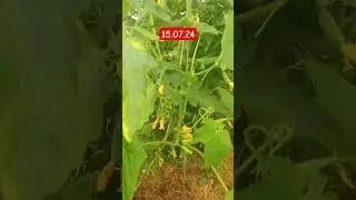 огурцы- второй урожай на одном стволе. теплица, помидоры, острый перец. сад и огород. Дачный Быт.