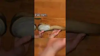 Самые долгоживущие животные в мире!!!💥 #shorts #тикток