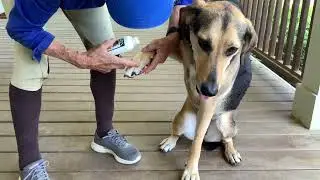 Banixx Wound Care Cream for Dogs