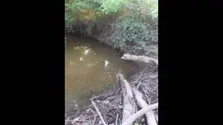 The Beaver King finds new Obstacles to Conquer