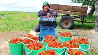 20 минут деревенской жизни вместе с вами. Клубничный  бум продолжается