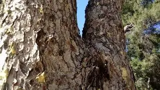Plaga de Tomicus destruens en pino mediterráneo