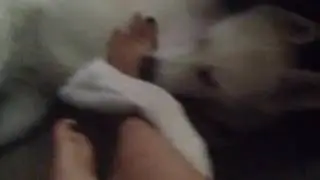 DOG vs. GIRL