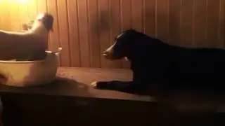 Удивительная Собака,котороя любит париться в Русской Бане!Подпешись,вам не сложно,нам приятно❤ #мем
