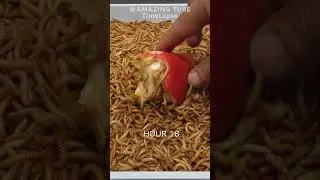 10.000 Worms Vs Pear