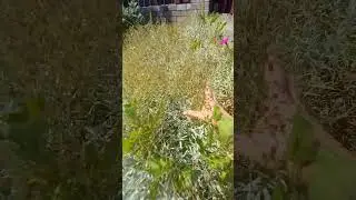Сбор семян и уход за ясколкой.