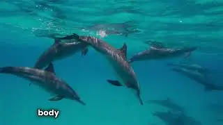 Unveiling Animal Intelligence and Consciousness