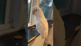 Boo the Adorable Cockatoo: Cuteness Overload in the 3-Seasons Room! 🦜💖