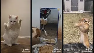 funny animals tiktok compilation #5  - Try Not To Laugh