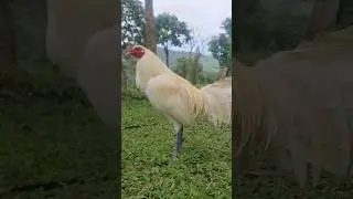 3 way white #rooster #chicken #animals #farm #farmer #farmlife #bukag