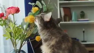 Cat sniffing flowers #Animals #Cute #Dogs #Cats