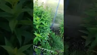 Мучнистую росу гоняю