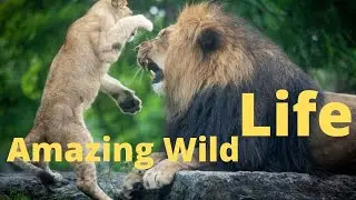 Amazing Wild Life ❤️❤️