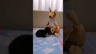 Забрали у мамы и выбросили😢 #cat #афина #kitten #котик