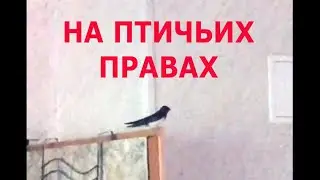 Птица счастья!