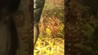 меме .то чувства когда ты стараешься, танцуешь для видео,а у тебя перевернутая камера.