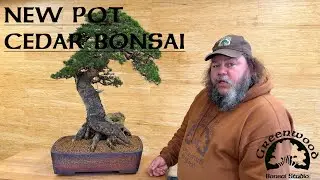 New Pot for Cedar Bonsai - Greenwood Bonsai