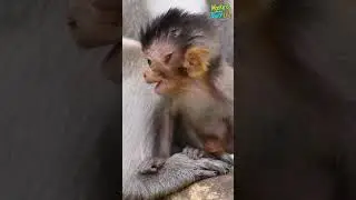 Looks so cute.🐵❤️