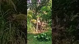 penebangan pohon sengon besar