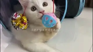 Taco playing with toy