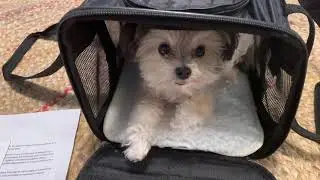Sherpa travel pet carrier review!
