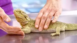 The Fascinating Life Cycle of Bearded Dragons