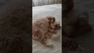 #готовка #еда #котики