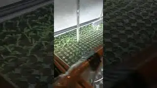 рассада