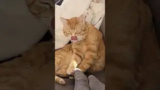 Who dare distrub my licking?