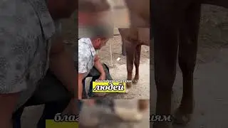 СПАСЕНИЕ лошади до и после🐴💀