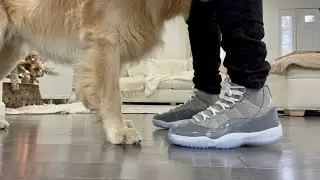 Air Jordan Retro 11 Cool Grey ON FEET