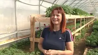 Теплица