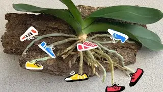 How can orchids walk out of their pot