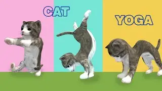 Cat yoga and workout