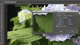 Checking Image Resolution in Photoshop